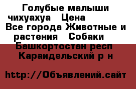 Голубые малыши чихуахуа › Цена ­ 25 000 - Все города Животные и растения » Собаки   . Башкортостан респ.,Караидельский р-н